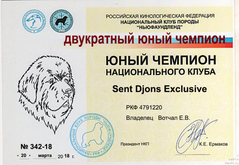 Фото: ньюфаундленд Sent Djons Exclusive (Сент Джонс Эксклюзив)