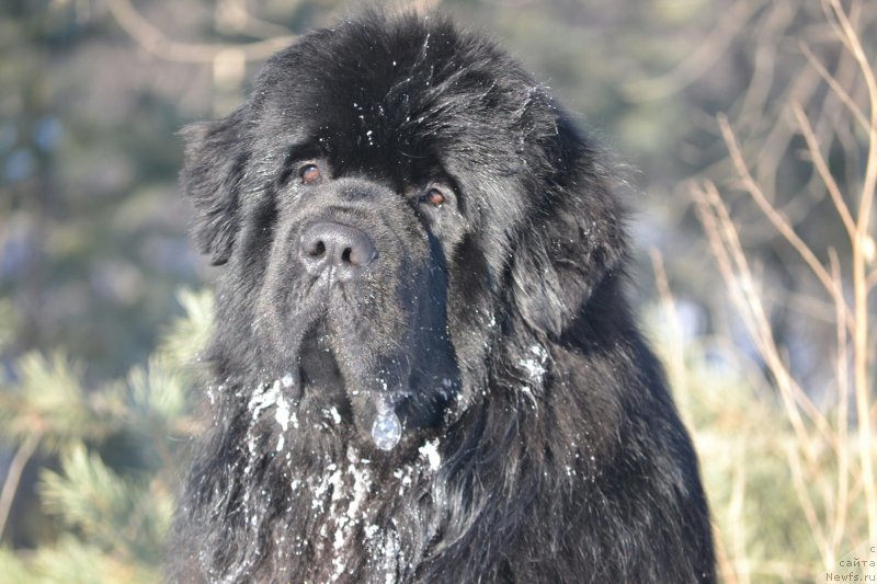 Фото: ньюфаундленд Sent Djons Exclusive (Сент Джонс Эксклюзив)