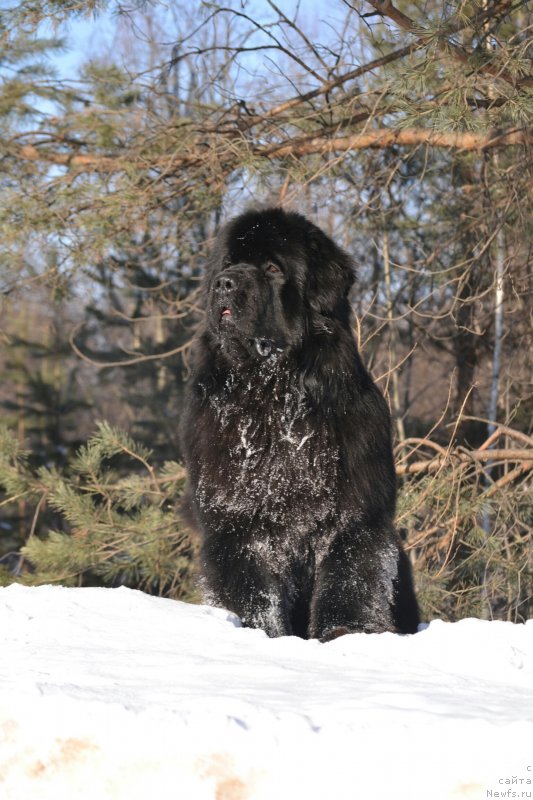 Фото: ньюфаундленд Sent Djons Exclusive (Сент Джонс Эксклюзив)