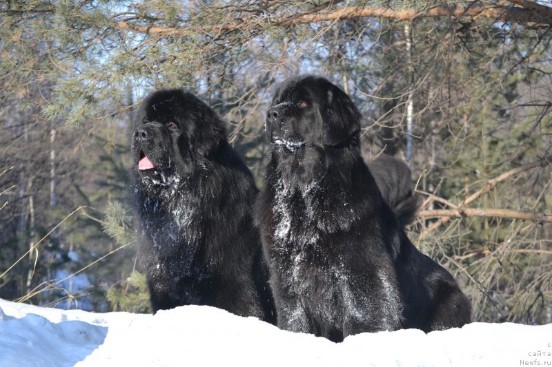 Фото: ньюфаундленд Skarlet O'Hara (Скарлет О'Хара), ньюфаундленд Sent Djons Exclusive (Сент Джонс Эксклюзив)