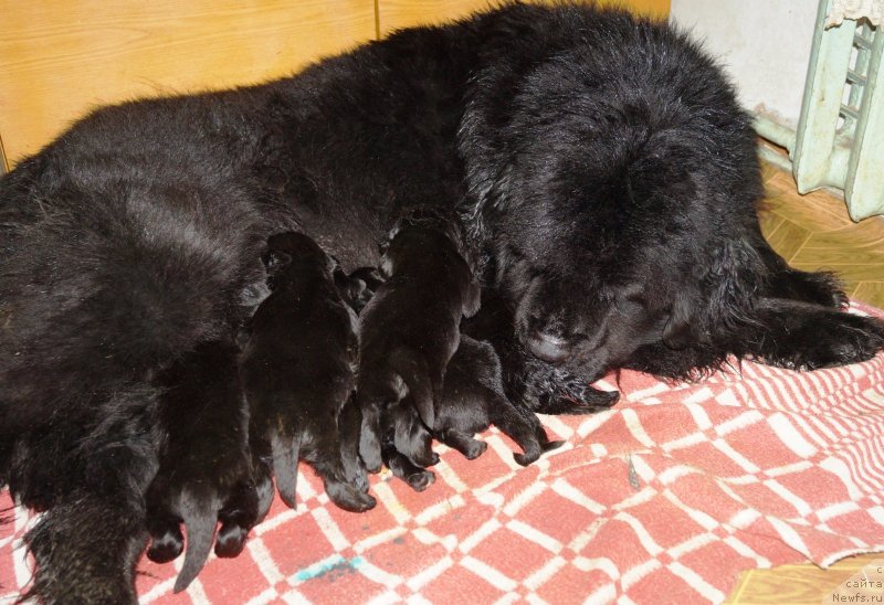 Фото: ньюфаундленд Ditya Nazareta Blyek Bid (Дитя Назарета Блэк Бид)