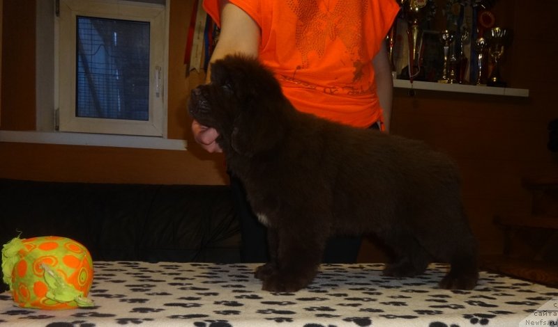 Фото: ньюфаундленд N'yufort Myellani Krasavica Parmyi (Ньюфорт Мэллани Красавица Пармы)