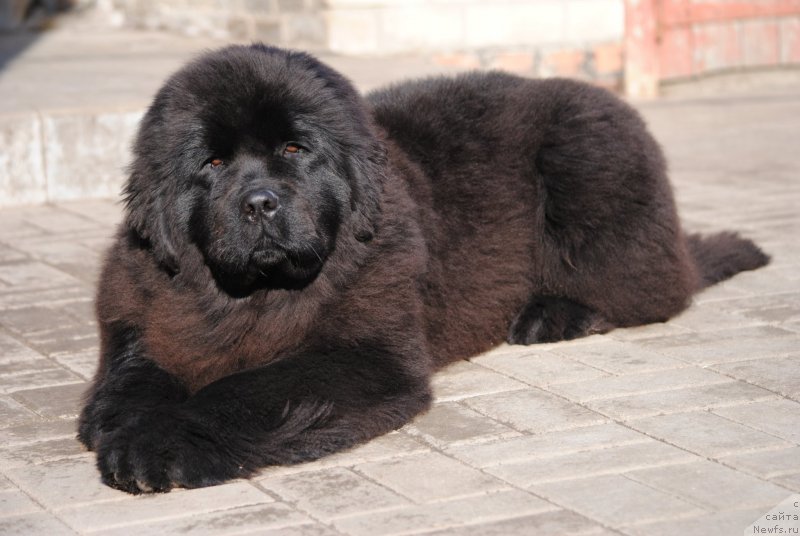 Фото: ньюфаундленд Moya Stihiya Princ Naslednyiy Ritm de Noyel' (Моя Стихия Принц Наследный Ритм де Ноэль)