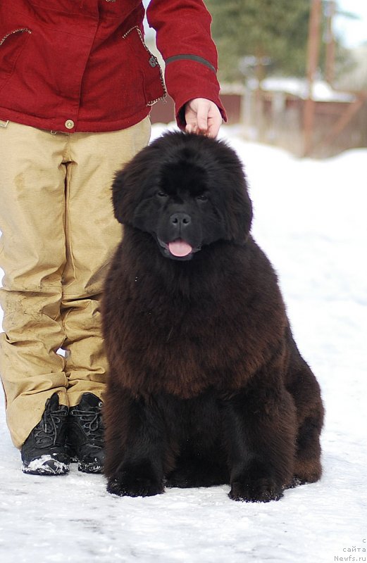 Фото: ньюфаундленд Flyufi Avalanch Mimimi (Флюфи Аваланч Мимими)