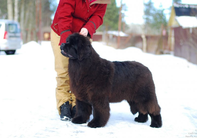 Фото: ньюфаундленд Flyufi Avalanch Mimimi (Флюфи Аваланч Мимими)