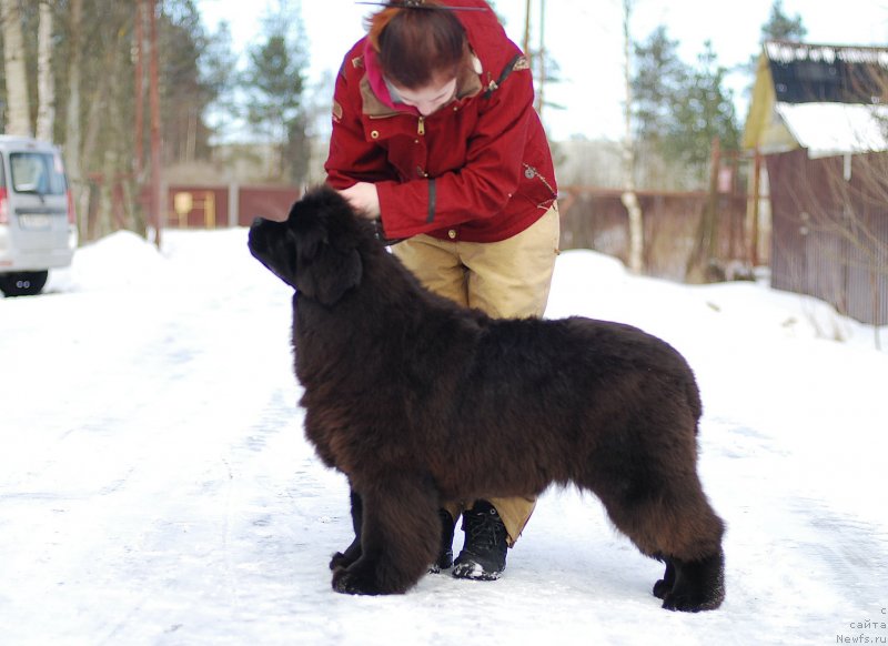 Фото: ньюфаундленд Flyufi Avalanch Mimimi (Флюфи Аваланч Мимими)