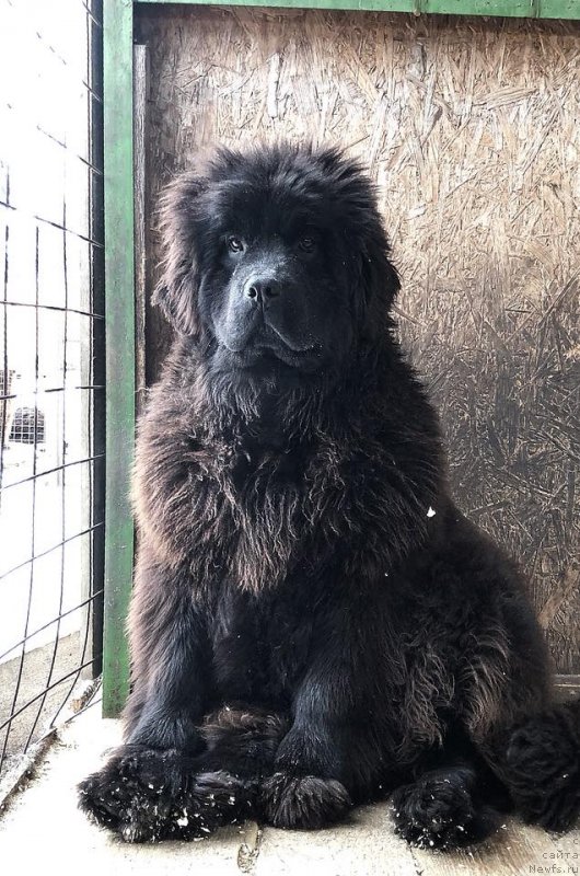 Фото: ньюфаундленд Flyufi Avalanch Mimimi (Флюфи Аваланч Мимими)