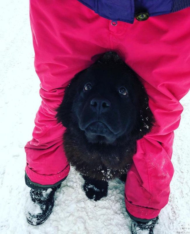 Фото: ньюфаундленд Flyufi Avalanch Mimimi (Флюфи Аваланч Мимими)