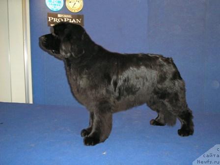 Фото: ньюфаундленд Charmon  Etoile iz Medvejyego Yara (Чармон Этуаль из Медвежьего Яра)