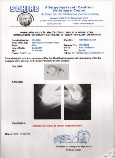 Фото: ньюфаундленд Mississippi-Missouri Careen