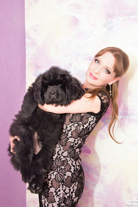 Фото: ньюфаундленд Vip Kollekshn Berz Star Varvara (Вип Коллекшн Берз Стар Варвара)