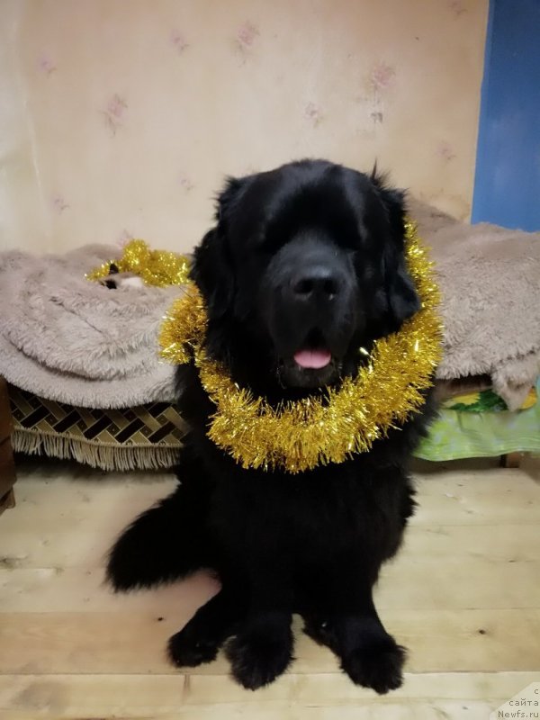 Фотография № 234633