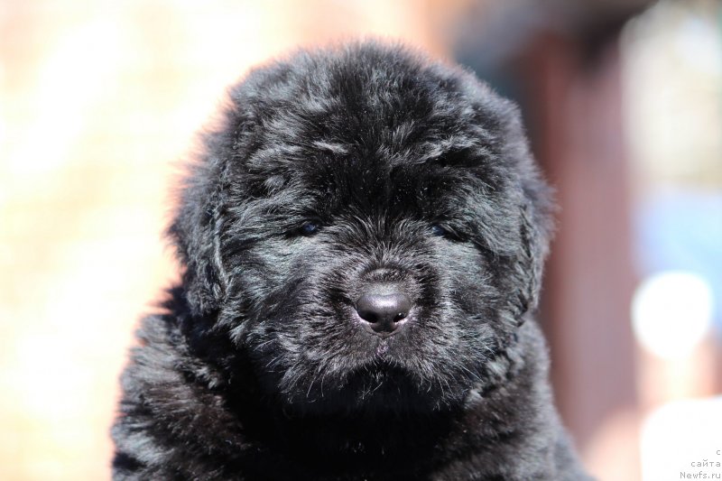 Фото: ньюфаундленд Super Premium YAshata no Oroti (Супер Премиум Яшата но Ороти)