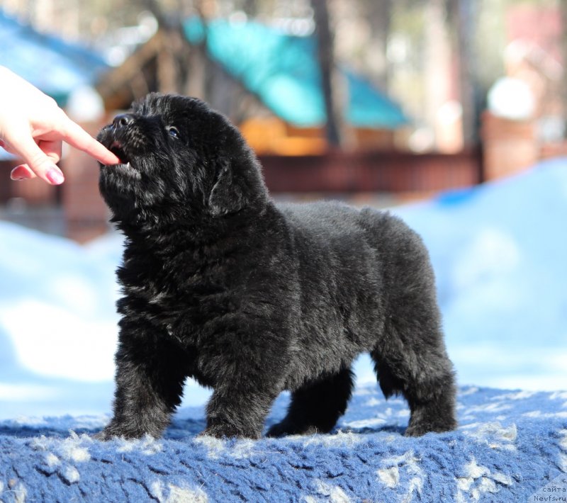 Фото: ньюфаундленд Super Premium YAshata no Oroti (Супер Премиум Яшата но Ороти)