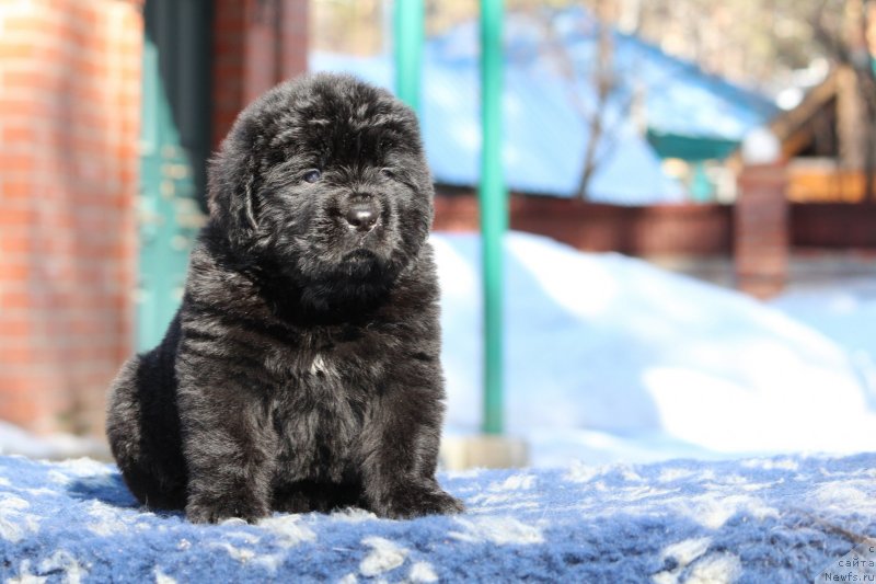 Фото: ньюфаундленд Super Premium YAshata no Oroti (Супер Премиум Яшата но Ороти)