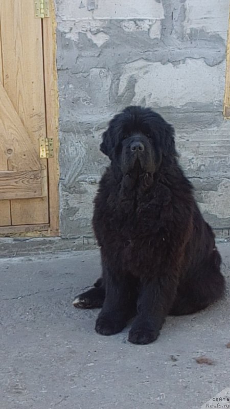 Фото: ньюфаундленд Vip Kollekshn Alaniya (Вип Коллекшн Алания)