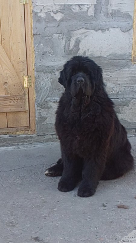 Фото: ньюфаундленд Vip Kollekshn Alaniya (Вип Коллекшн Алания)