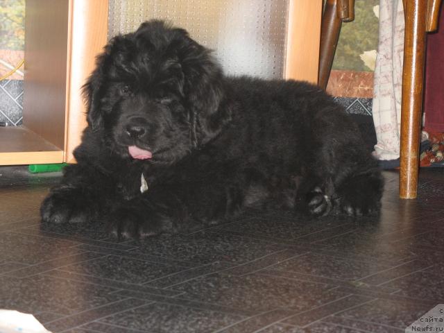 Фото: ньюфаундленд Smigar Nensi Neprevzoydennaya (Смигар Ненси Непревзойденная)