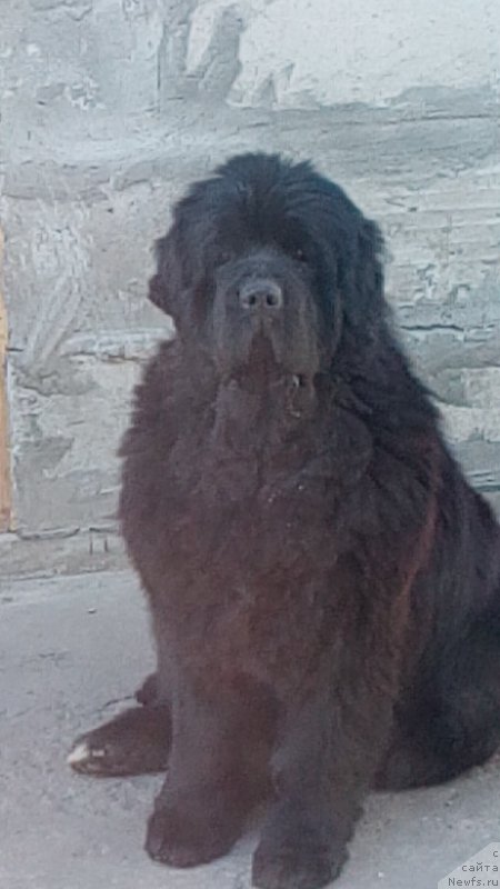 Фото: ньюфаундленд Vip Kollekshn Alaniya (Вип Коллекшн Алания)