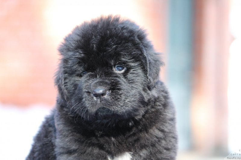 Фото: Сука 30 дней