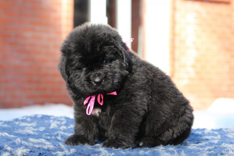 Фотография № 234652