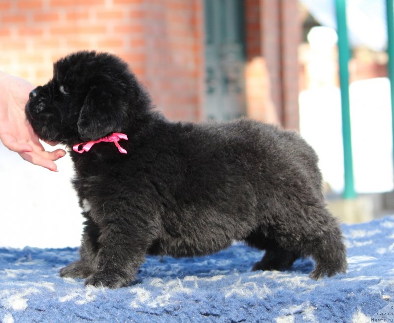 Фото: ньюфаундленд Super Premium YAnje (Супер Премиум Янже)