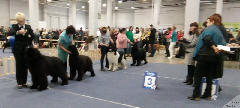 Фото: ньюфаундленд Much Better Kilnioji Sirdis, ньюфаундленд Super Premium Elegans (Супер Премиум Элеганс), ньюфаундленд Gordon Ing'l Perikl'z from Rashn Bear (Гордон Инг'л Перикльз фром Рашн Беар), ньюфаундленд Fiamettahauz Tsikneus (Фиаметтахауз Цикнеус)