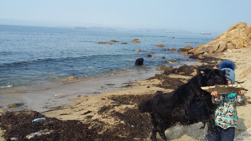 Фото: ньюфаундленд Nessi Blyek s  Lesnoy Zaimki (Несси Блэк с  Лесной Заимки), внук
