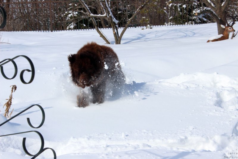 Фото: ньюфаундленд Brownblood MSK Lyon Labi-Roni (Браунблад  МСК Лион Лаби-Рони)