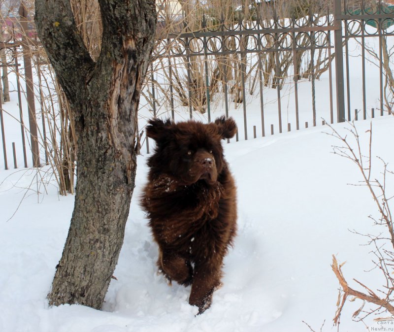 Фото: ньюфаундленд Brownblood MSK Lyon Labi-Roni (Браунблад  МСК Лион Лаби-Рони)