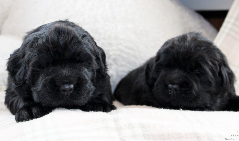 Фото: ньюфаундленд Brownblood MSK Martin Courageous Guy (Браунблад МСК Мартин Корэйджес Гай), ньюфаундленд Brownblood MSK Martha Cheerful Lady (Браунблад МСК Марта Чирфул Леди)