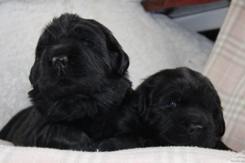 Фотография № 234686