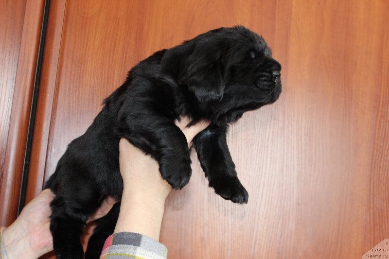 Фото: ньюфаундленд Brownblood MSK Martha Cheerful Lady (Браунблад МСК Марта Чирфул Леди)