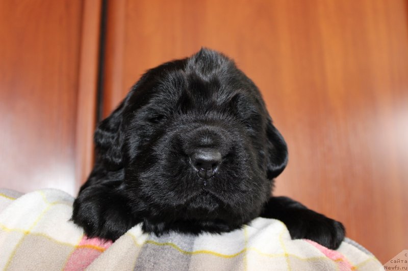 Фото: ньюфаундленд Brownblood MSK Martin Courageous Guy (Браунблад МСК Мартин Корэйджес Гай)