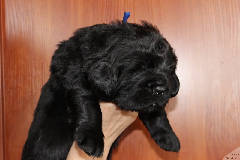 Фото: ньюфаундленд Brownblood MSK Martin Courageous Guy (Браунблад МСК Мартин Корэйджес Гай)
