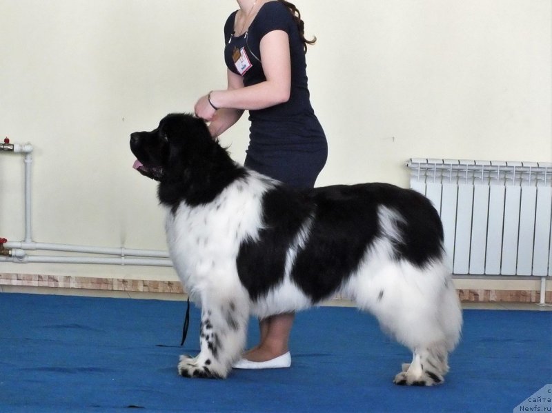 Фото: ньюфаундленд Terra Victoria Zest of Cake (Терра Виктория Зест оф Кейк)