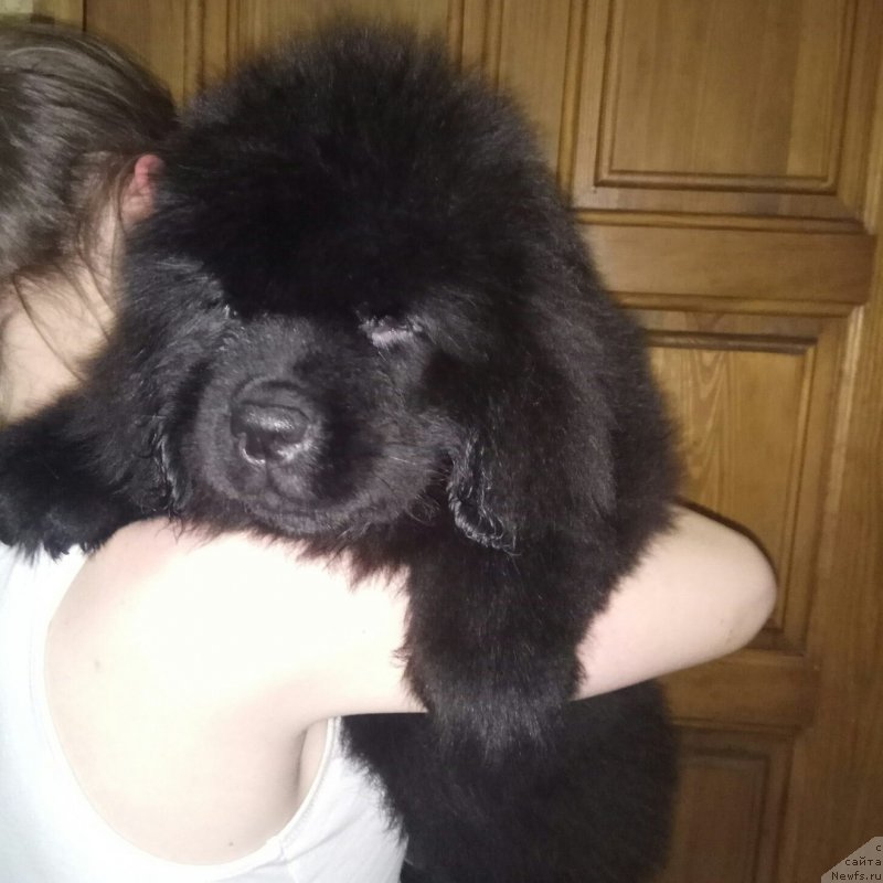 Фотография № 234715