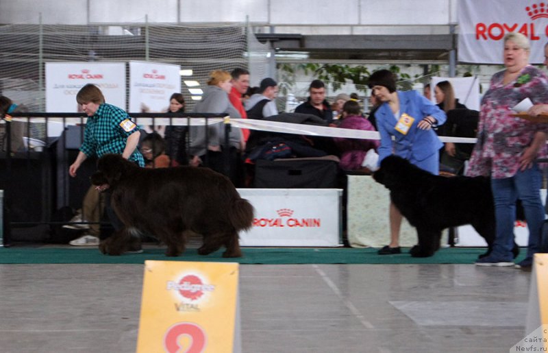 Фото: ньюфаундленд Super Bizon Otis Tobias (Супер Бизон Отис Тобиас)