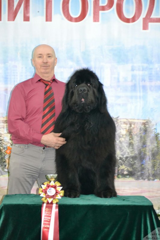 Фото: ньюфаундленд Nazar Vyatskiy Medved (Назар Вятский Медведь)