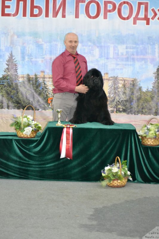 Фото: ньюфаундленд Mnogolikaya Boginya Manifik (Многоликая Богиня Манифик)