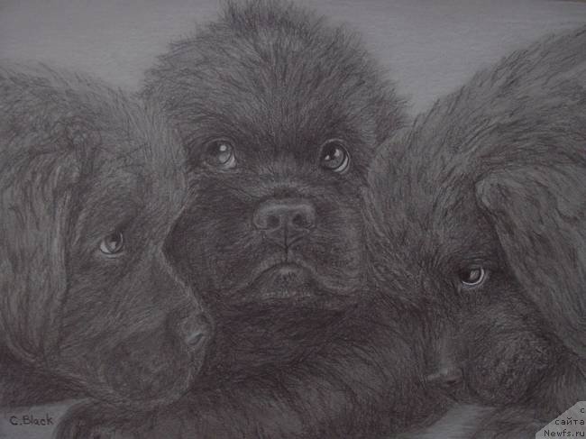 Фотография № 234761