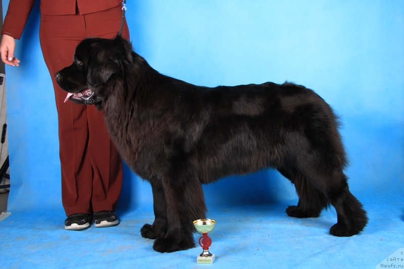 Фото: ньюфаундленд May Frend Newfy Lavender Palm (Май Френд Ньюфи Лавендэ Палм)