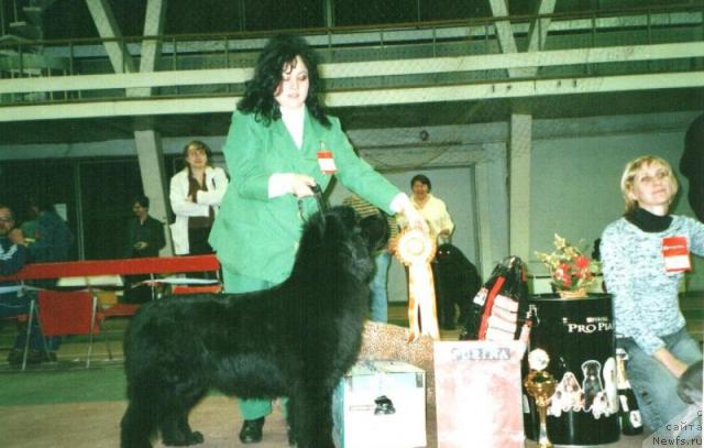 Фото: ньюфаундленд Glyed Tu Si Djipsi (Глэд Ту Си Джипси)