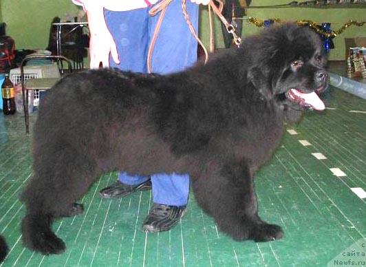 Фото: ньюфаундленд Super Premium Berry Good Luck (Супер Премиум Бэрри Гуд Лак)