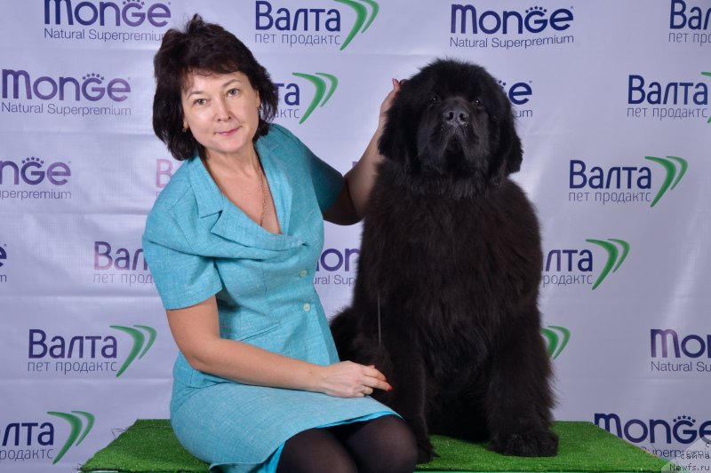 Фото: ньюфаундленд Super Premium Elegans (Супер Премиум Элеганс)