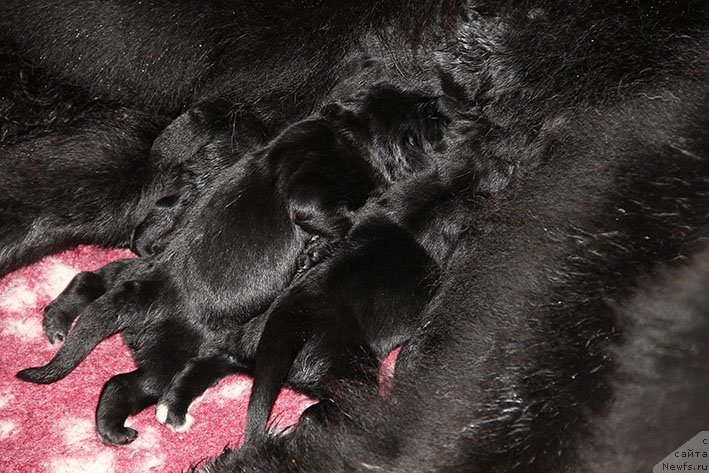 Фотография № 234805