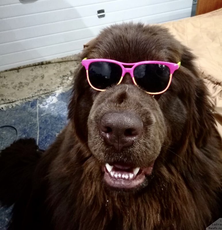 Фото: ньюфаундленд Brownblood MSK Leya Aiman (Браунблад МСК Лея Айман)