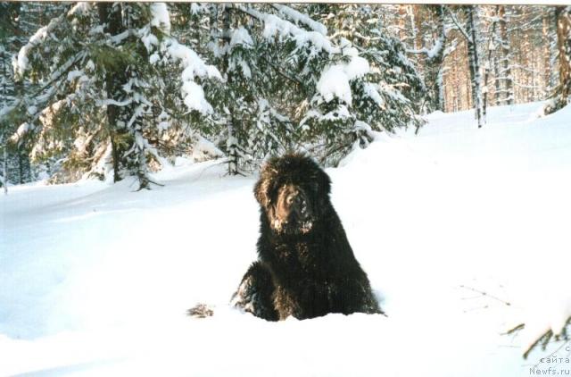 Фото: ньюфаундленд Glyed Tu Si Djipsi (Глэд Ту Си Джипси)