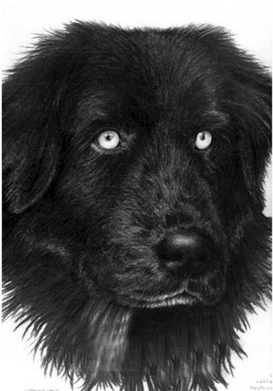 Фотография № 234818