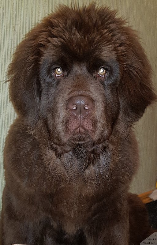 Фото: ньюфаундленд Kvintilian Brauni (Квинтилиан Брауни)